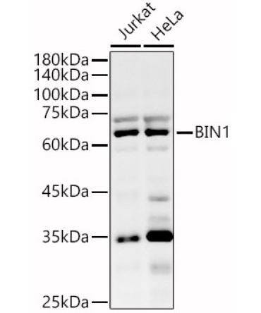 BIN1 Rabbit Polyclonal Antibody