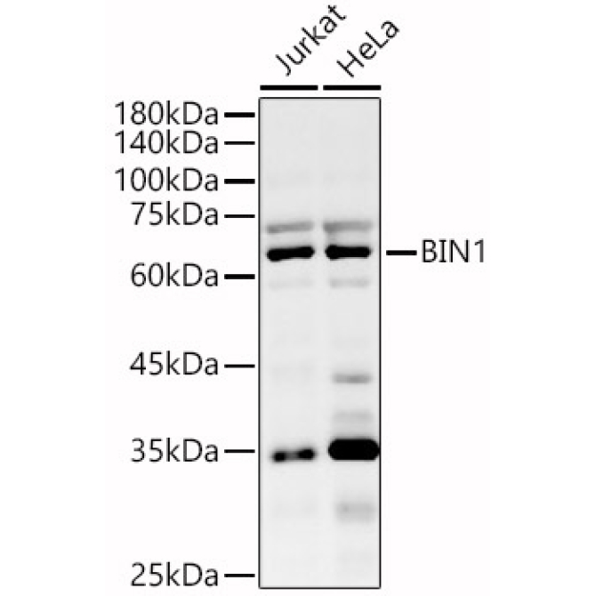 BIN1 Rabbit Polyclonal Antibody