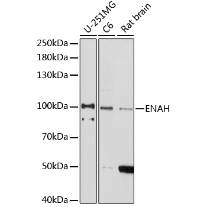 ENAH Rabbit Polyclonal Antibody