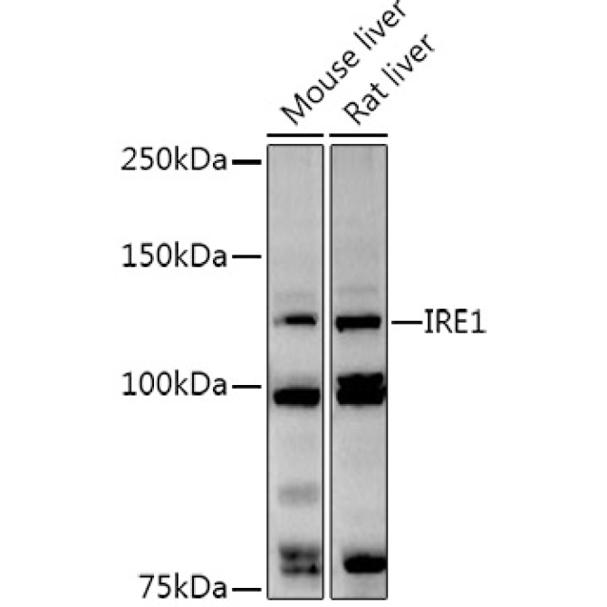 IRE1 Rabbit Polyclonal Antibody