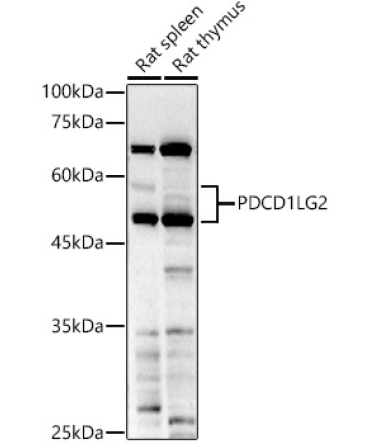 PDCD1LG2 Rabbit Polyclonal Antibody