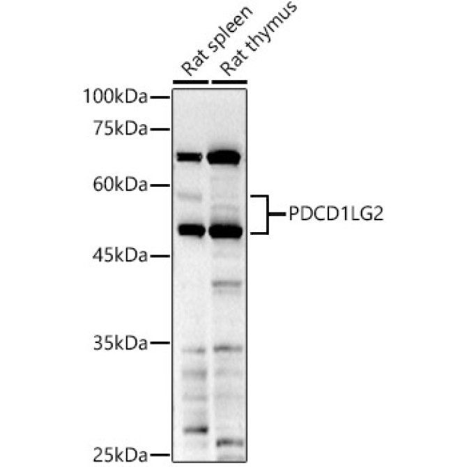PDCD1LG2 Rabbit Polyclonal Antibody