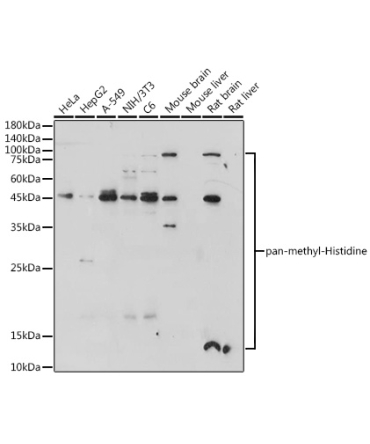 pan-methyl-Histidine Rabbit Polyclonal Antibody