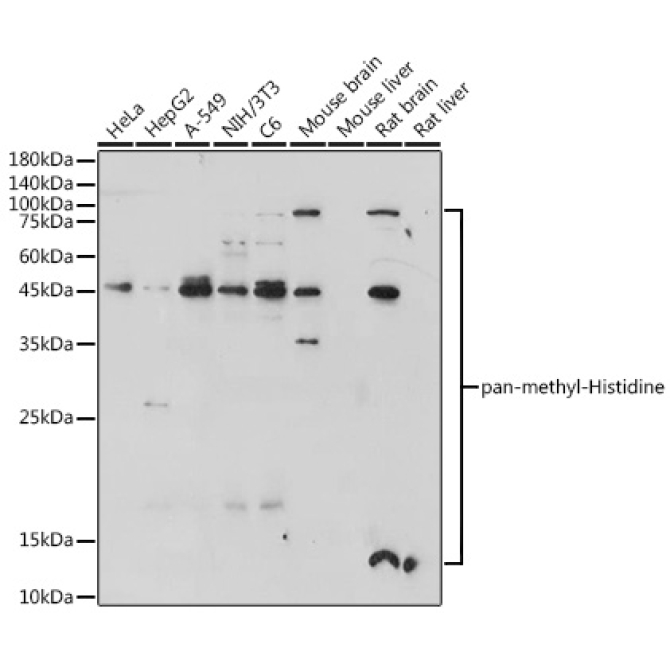 pan-methyl-Histidine Rabbit Polyclonal Antibody