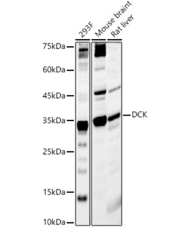 DCK Rabbit Polyclonal Antibody