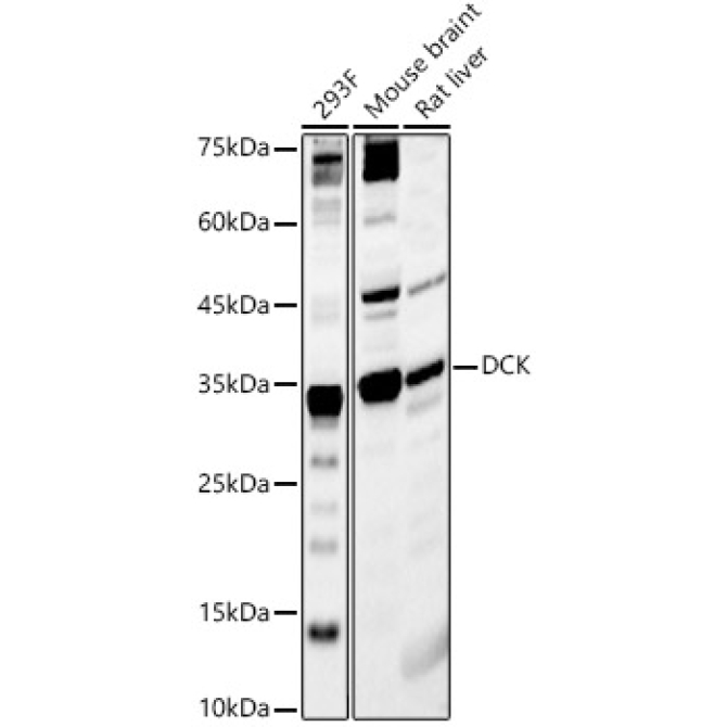 DCK Rabbit Polyclonal Antibody