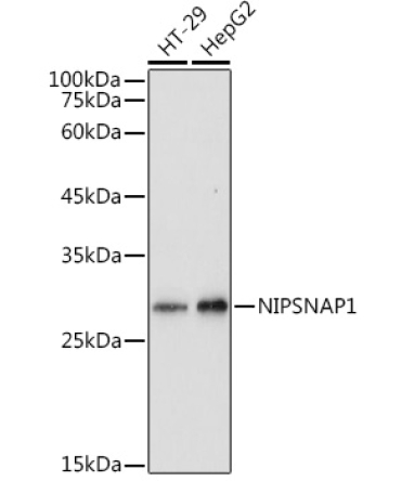 NIPSNAP1 Rabbit Polyclonal Antibody