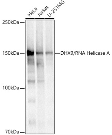 DHX9/RNA Helicase A Rabbit Polyclonal Antibody