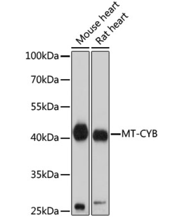 MT-CYB Rabbit Polyclonal Antibody