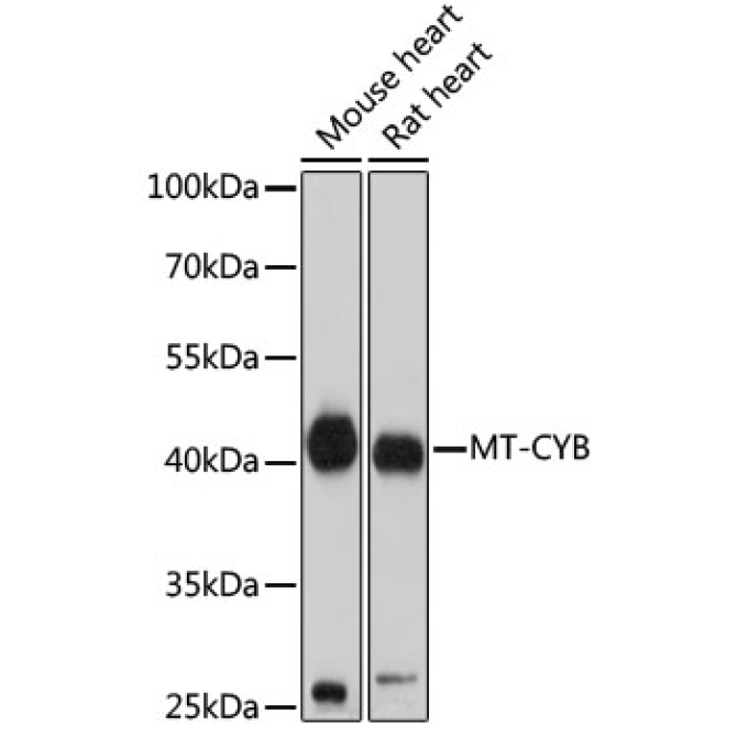 MT-CYB Rabbit Polyclonal Antibody