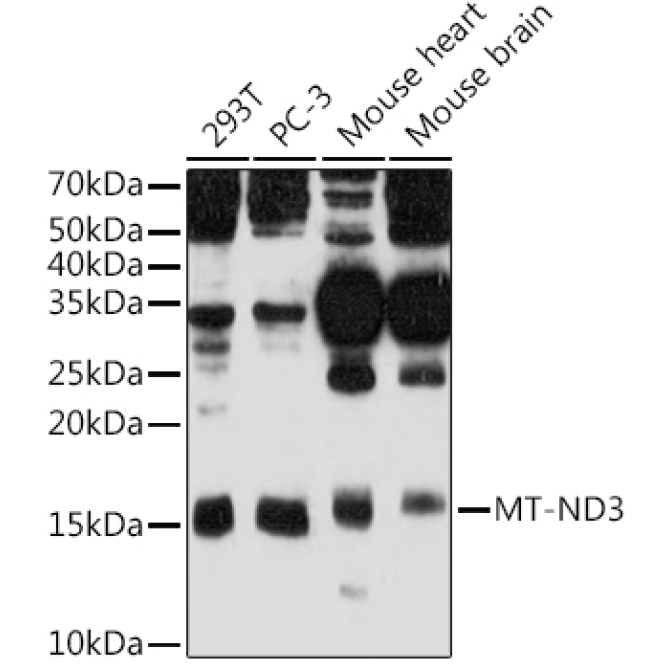 MT-ND3 Rabbit Polyclonal Antibody