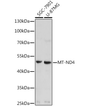 MT-ND4 Rabbit Polyclonal Antibody