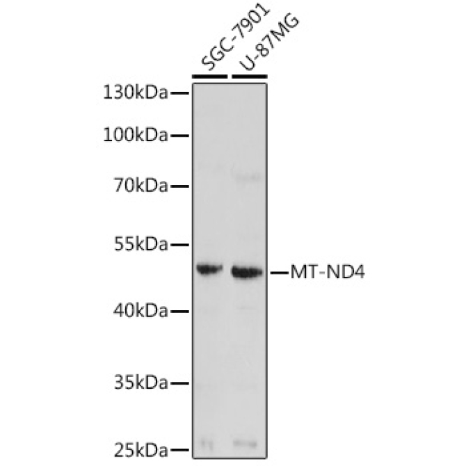 MT-ND4 Rabbit Polyclonal Antibody