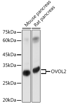 OVOL2 Rabbit Polyclonal Antibody