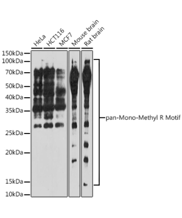 pan-Mono-Methyl Arginine Motif Rabbit Polyclonal Antibody