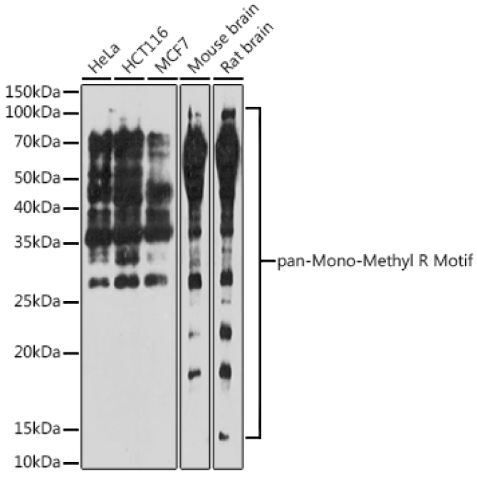pan-Mono-Methyl Arginine Motif Rabbit Polyclonal Antibody