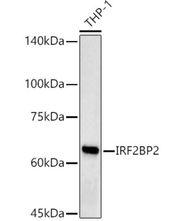 IRF2BP2 Rabbit Polyclonal Antibody