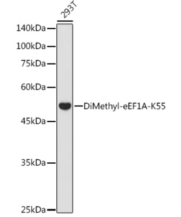 DiMethyl-eEF1A-K55 Rabbit Polyclonal Antibody