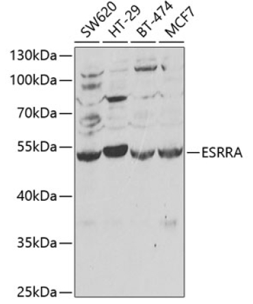 ESRRA Rabbit Polyclonal Antibody