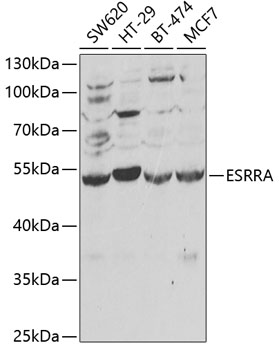 ESRRA Rabbit Polyclonal Antibody