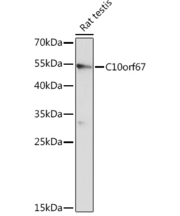 C10orf67 Rabbit Polyclonal Antibody