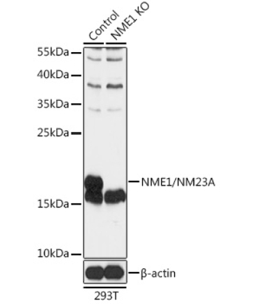 NME1/NM23A Rabbit Polyclonal Antibody [KO Validated]
