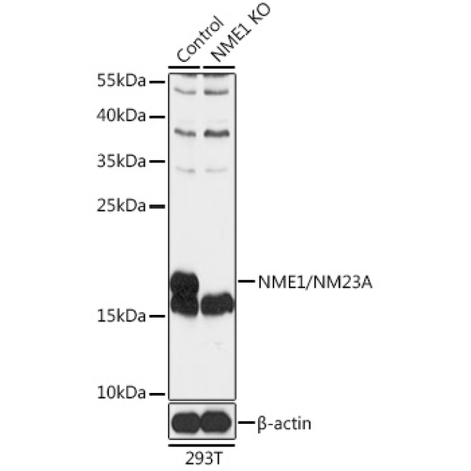 NME1/NM23A Rabbit Polyclonal Antibody [KO Validated]