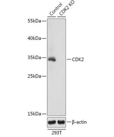 CDK2 Rabbit Polyclonal Antibody [KO Validated]