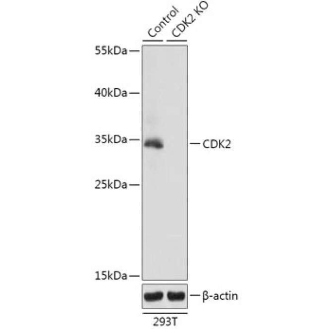 CDK2 Rabbit Polyclonal Antibody [KO Validated]
