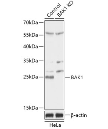 Bak Rabbit Polyclonal Antibody [KO Validated]