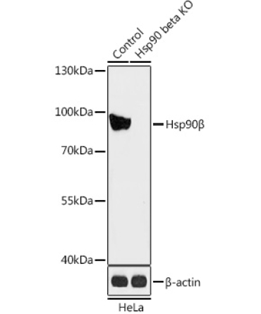 Hsp90Beta Rabbit Polyclonal Antibody [KO Validated]