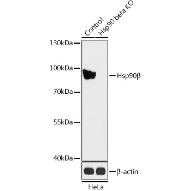 Hsp90Beta Rabbit Polyclonal Antibody [KO Validated]