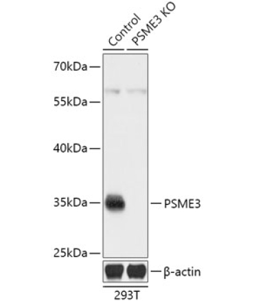 PSME3 Rabbit Polyclonal Antibody [KO Validated]