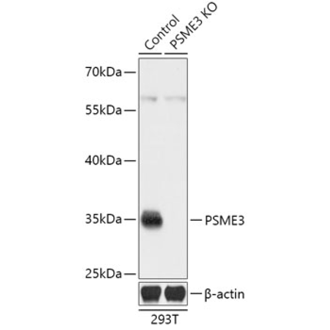 PSME3 Rabbit Polyclonal Antibody [KO Validated]