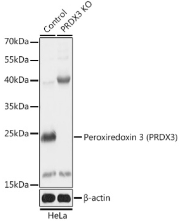 Peroxiredoxin 3 (PRDX3) Rabbit Polyclonal Antibody [KO Validated]