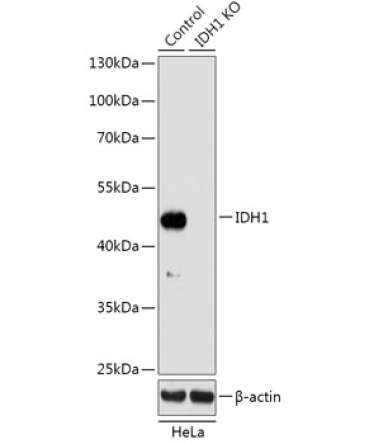 IDH1 Rabbit Polyclonal Antibody [KO Validated]