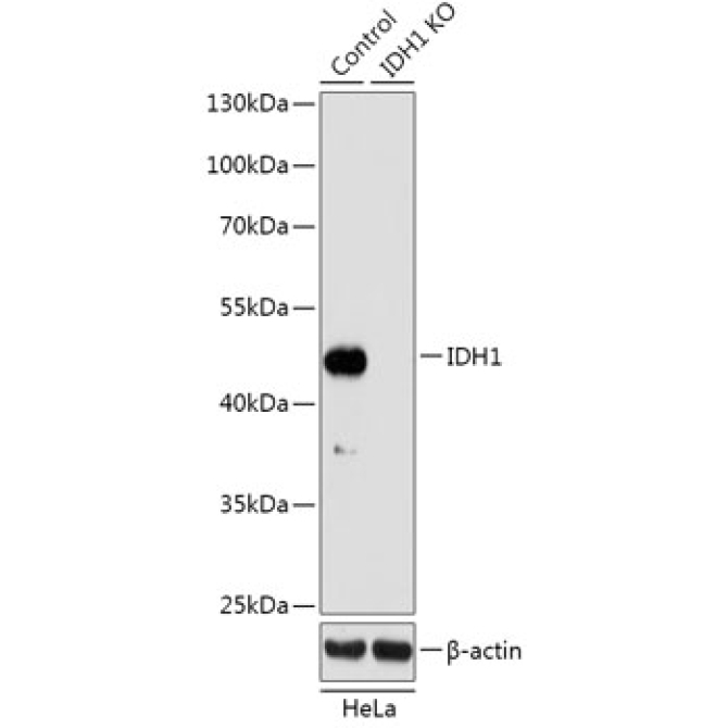 IDH1 Rabbit Polyclonal Antibody [KO Validated]