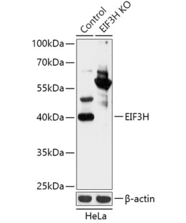 EIF3H Rabbit Polyclonal Antibody [KO Validated]