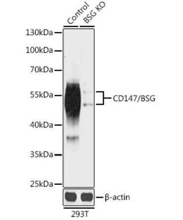 CD147/BSG Rabbit Polyclonal Antibody [KO Validated]