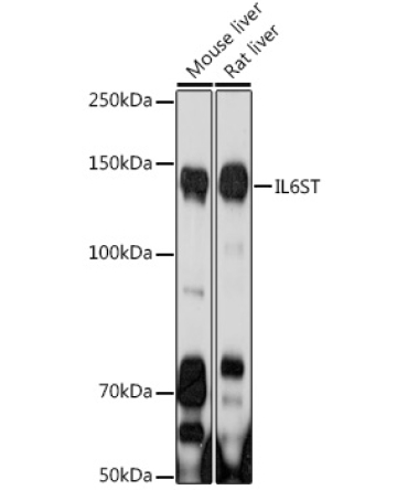 IL6ST Rabbit Polyclonal Antibody