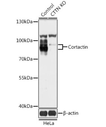 Cortactin Rabbit Polyclonal Antibody [KO Validated]