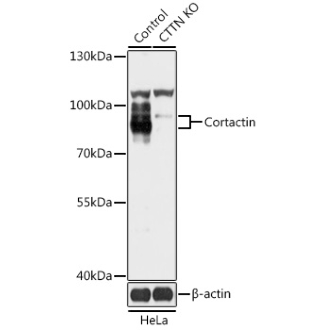 Cortactin Rabbit Polyclonal Antibody [KO Validated]