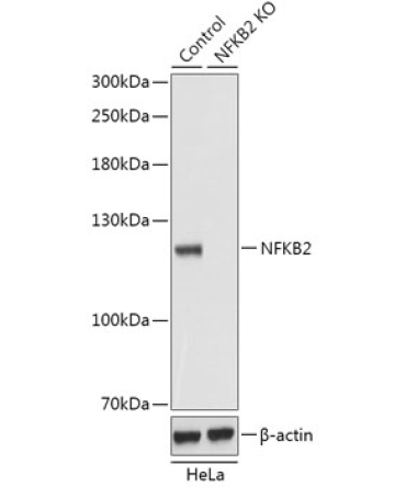 NF-?B2 Rabbit Polyclonal Antibody [KO Validated]