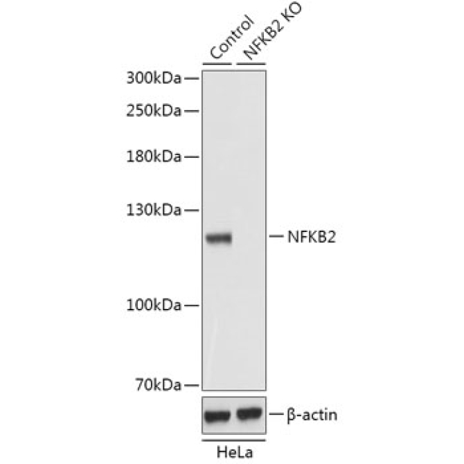 NF-?B2 Rabbit Polyclonal Antibody [KO Validated]