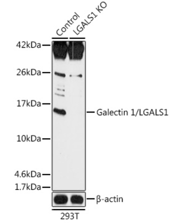 Galectin 1/LGALS1 Rabbit Polyclonal Antibody [KO Validated]