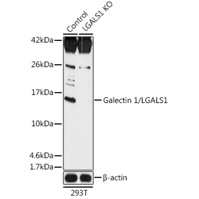 Galectin 1/LGALS1 Rabbit Polyclonal Antibody [KO Validated]