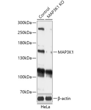 MAP3K1 Rabbit Polyclonal Antibody [KO Validated]