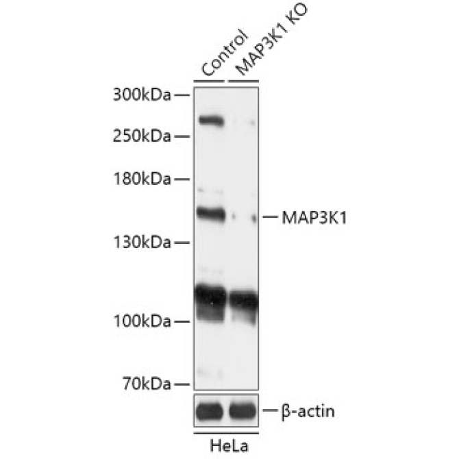 MAP3K1 Rabbit Polyclonal Antibody [KO Validated]