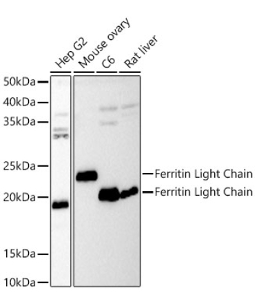 Ferritin Light Chain Rabbit Polyclonal Antibody