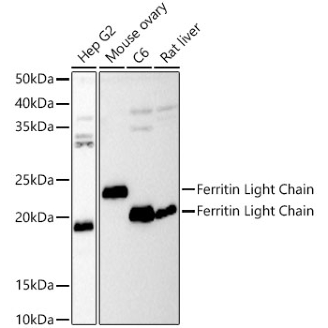 Ferritin Light Chain Rabbit Polyclonal Antibody